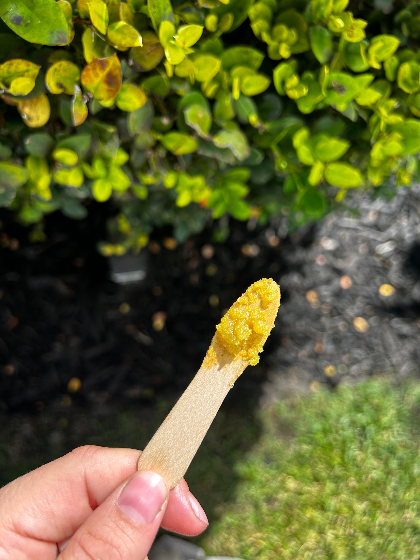 Grinch-mas🌲 Scrub